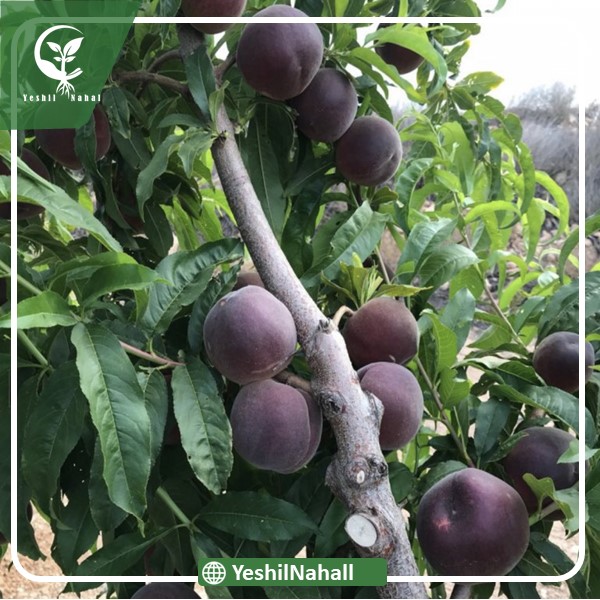 نهال هلو انجیری بلک